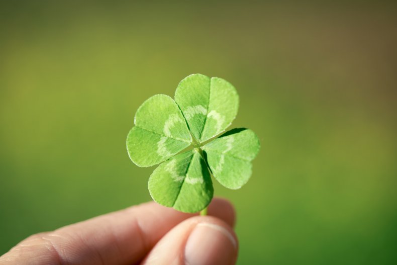 Four-leaf clover