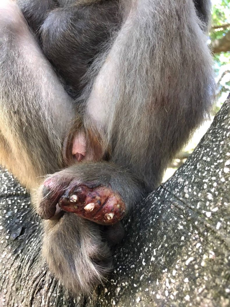 Taiwan Monkey Loses Toes To Animal Trap