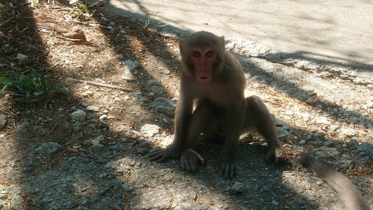 Taiwan Monkey Loses Toes To Animal Trap