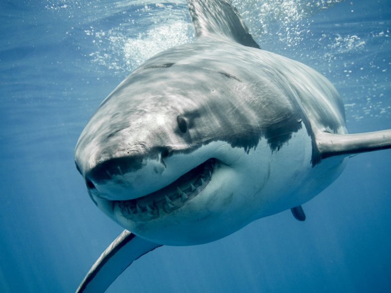 A great white shark swimming
