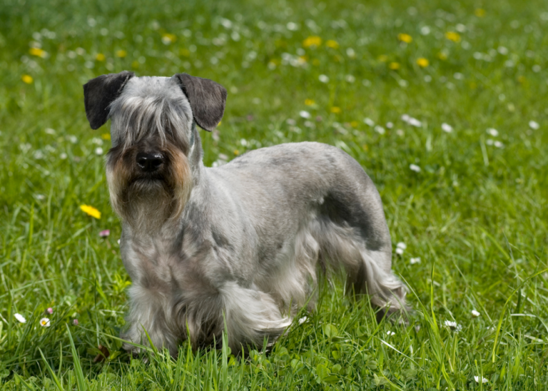 #44. Cesky terriers