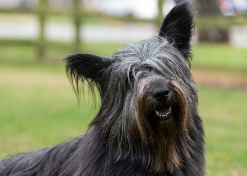 #43. Skye terriers