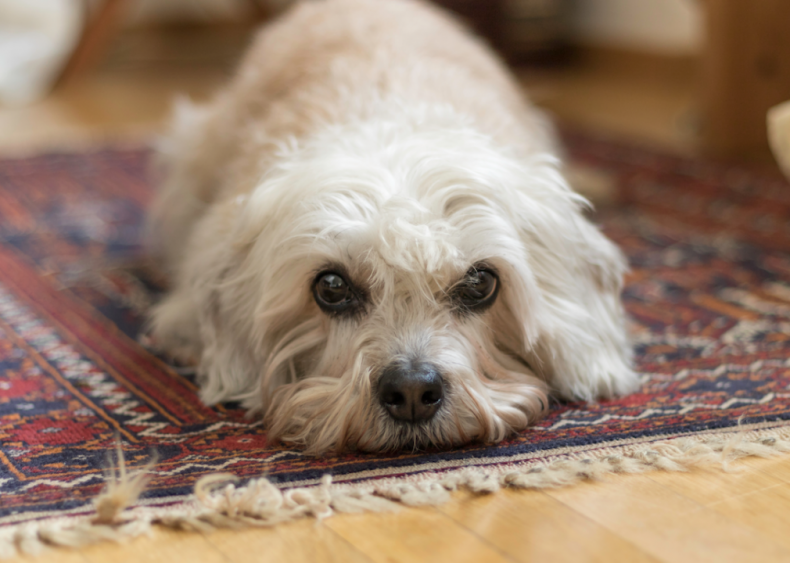 #42. Dandie Dinmont terriers