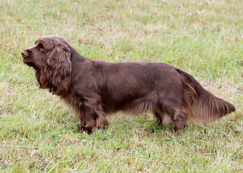 #41. Sussex spaniels