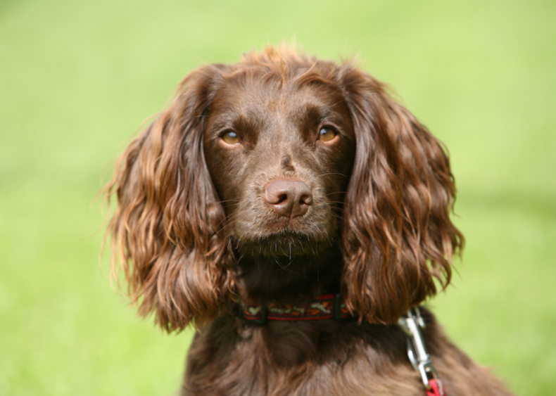 #37. Field spaniels