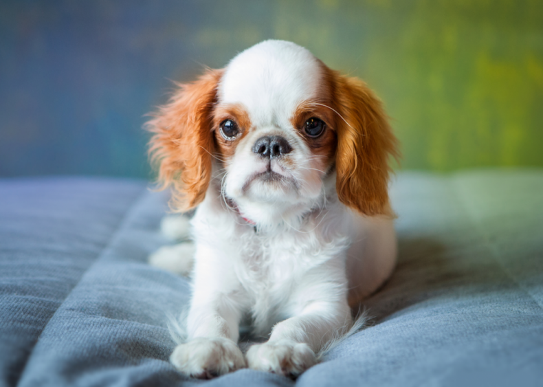 #34. English toy spaniels