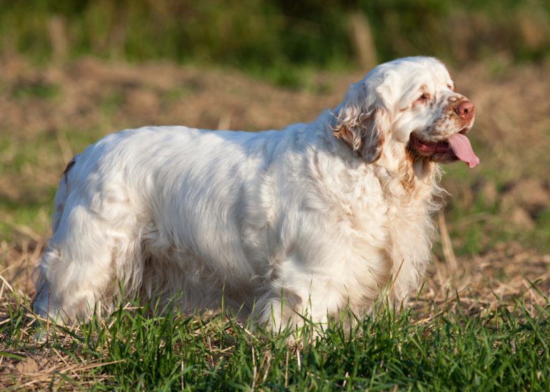 #33. Clumber spaniels