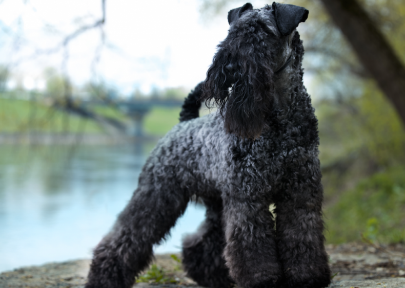 #32. Kerry blue terriers
