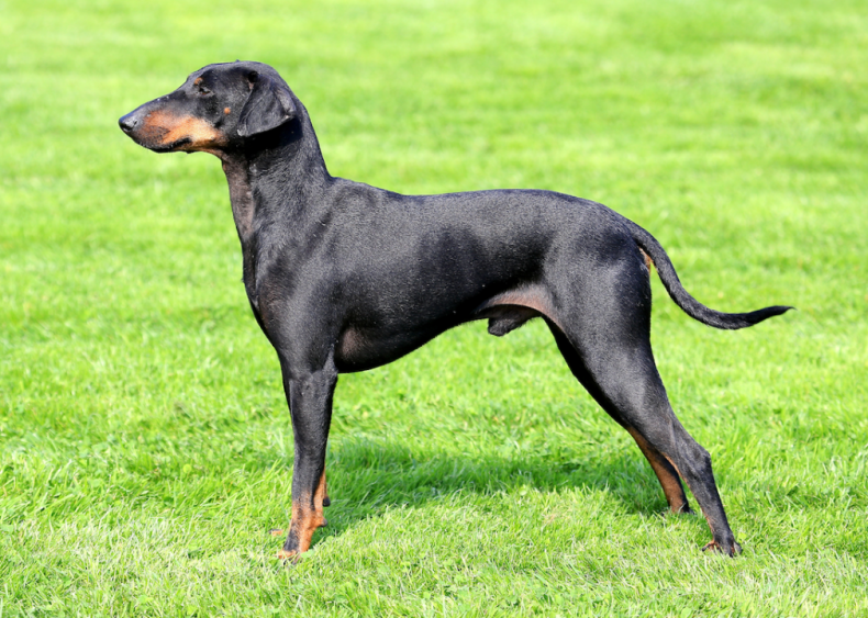 #31. Manchester terriers