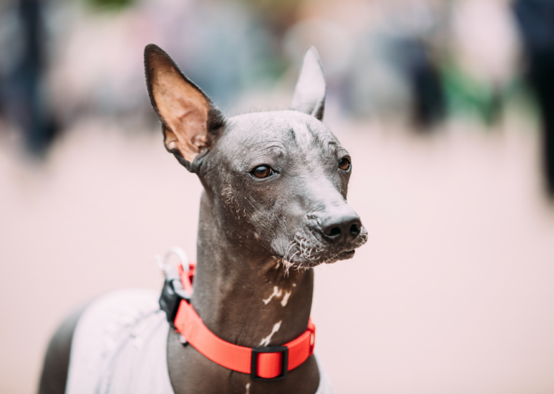 #30. Xoloitzcuintli