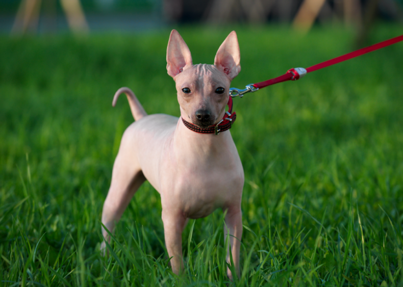 #29. American hairless terriers