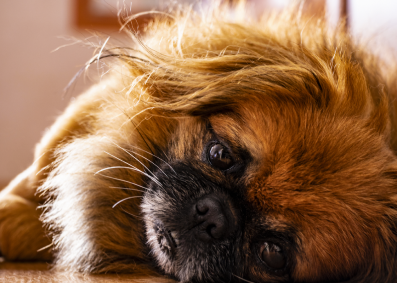 #25. Pekingese