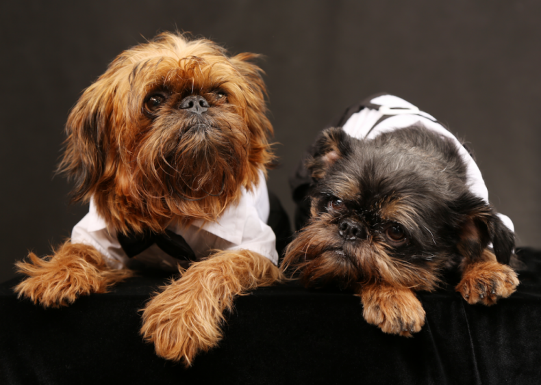 #23. Brussels Griffons