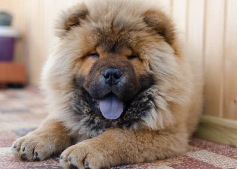 #22. Chow chows