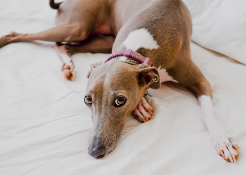 #17. Italian greyhounds