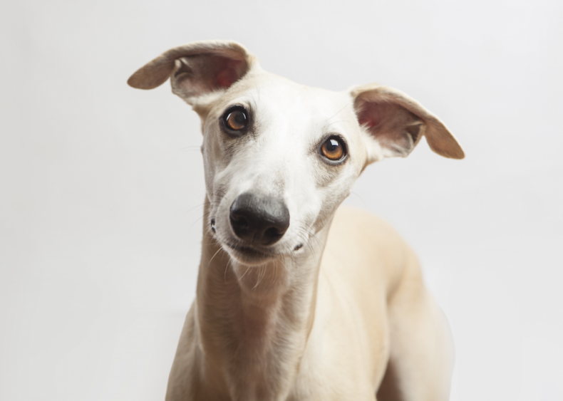 #15. Whippets