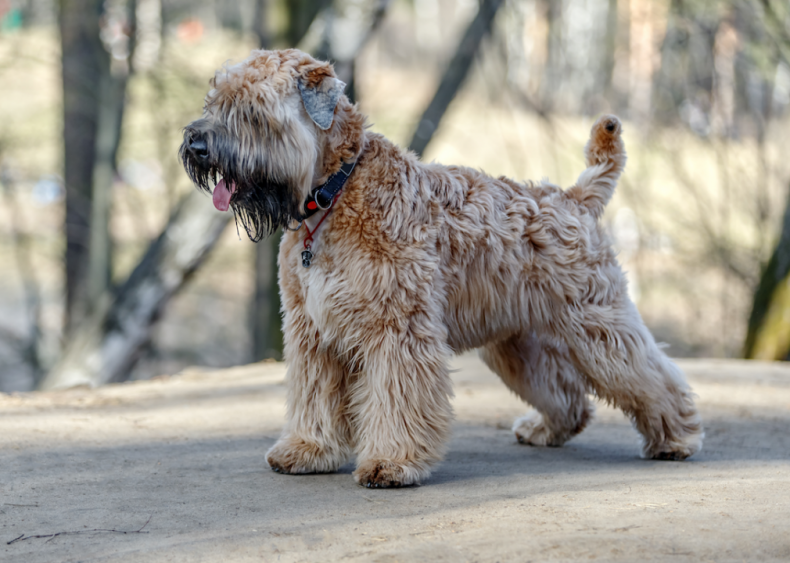 #14. Soft-coated Wheaten terriers