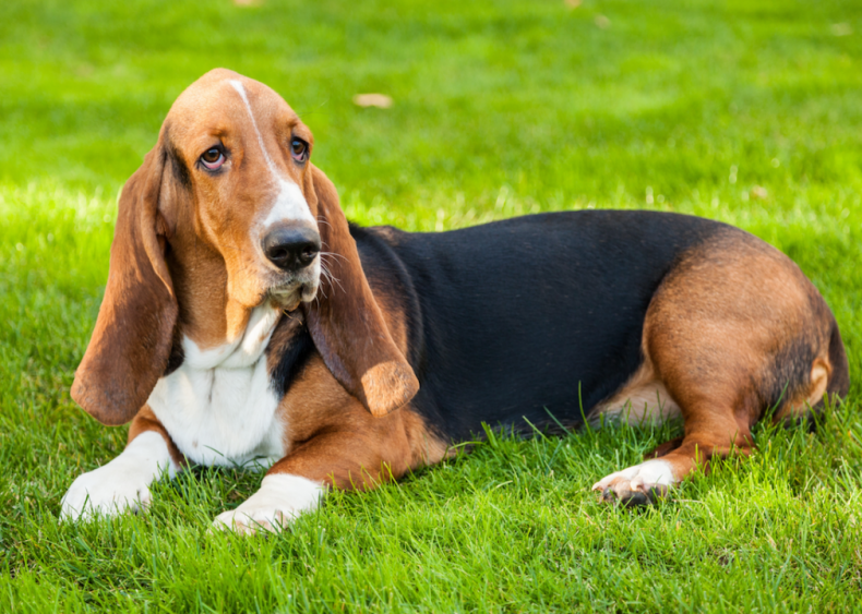 #11. Basset hounds