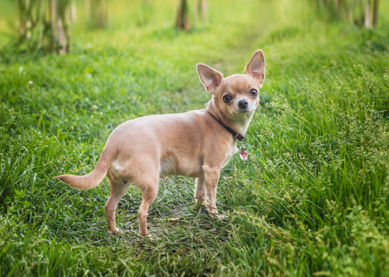 #10. Chihuahuas
