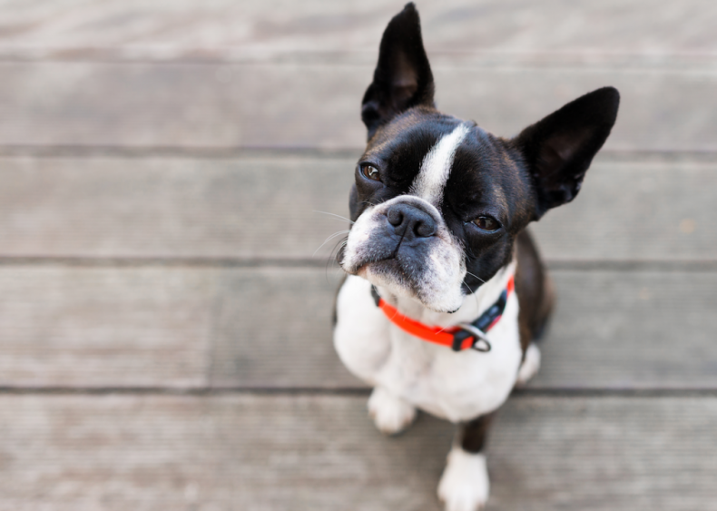 #5. Boston terriers