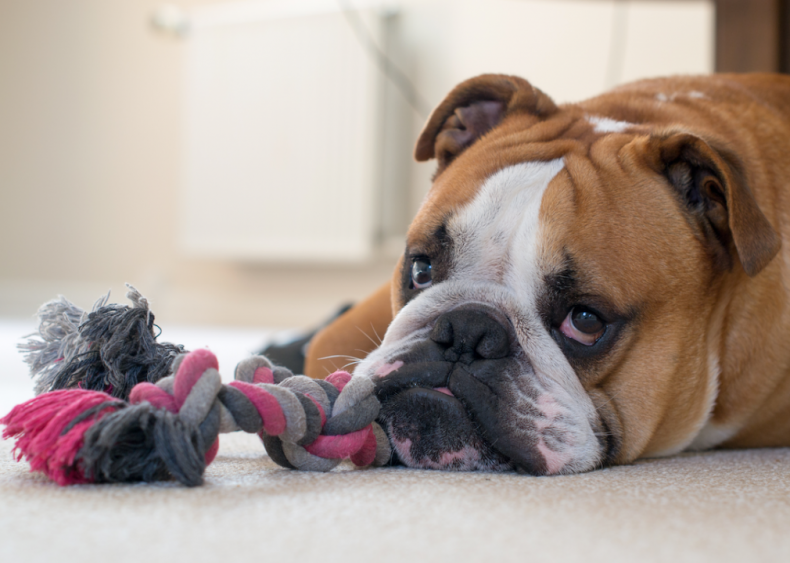 #2. Bulldogs