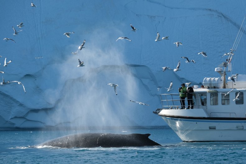 A TikToker goes viral with dancing withwhales