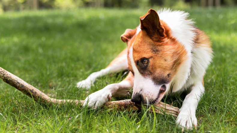 allergy support for dogs with seasonal allergies