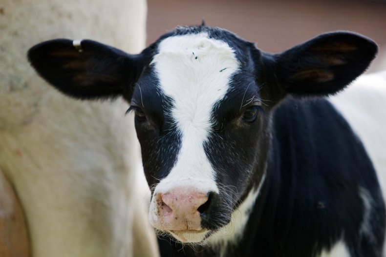 calf