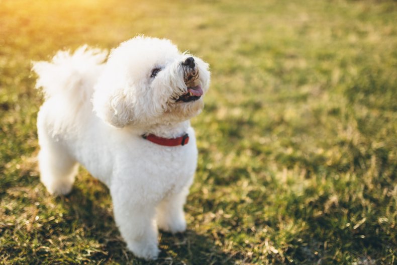 A Bichon Frise dog looking up