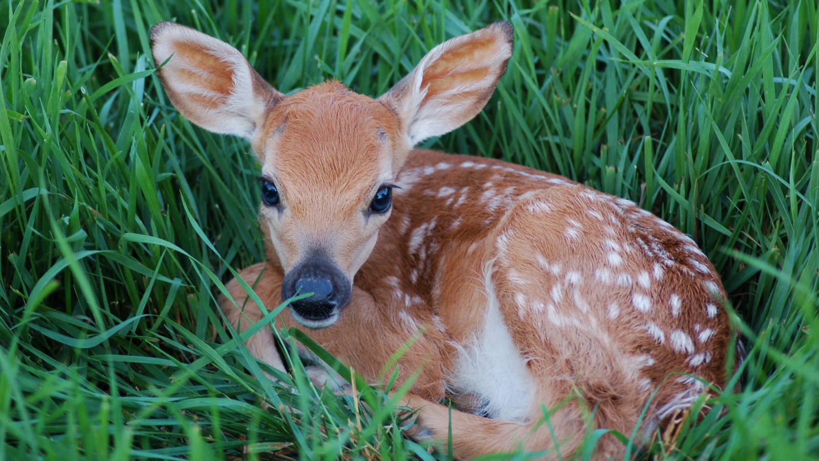 Cat And Baby Deer Play Together In Footage Straight Out Of A Disney Movie Cat And Baby Deer Play Together In Footage Straight Out Of A Disney Movie