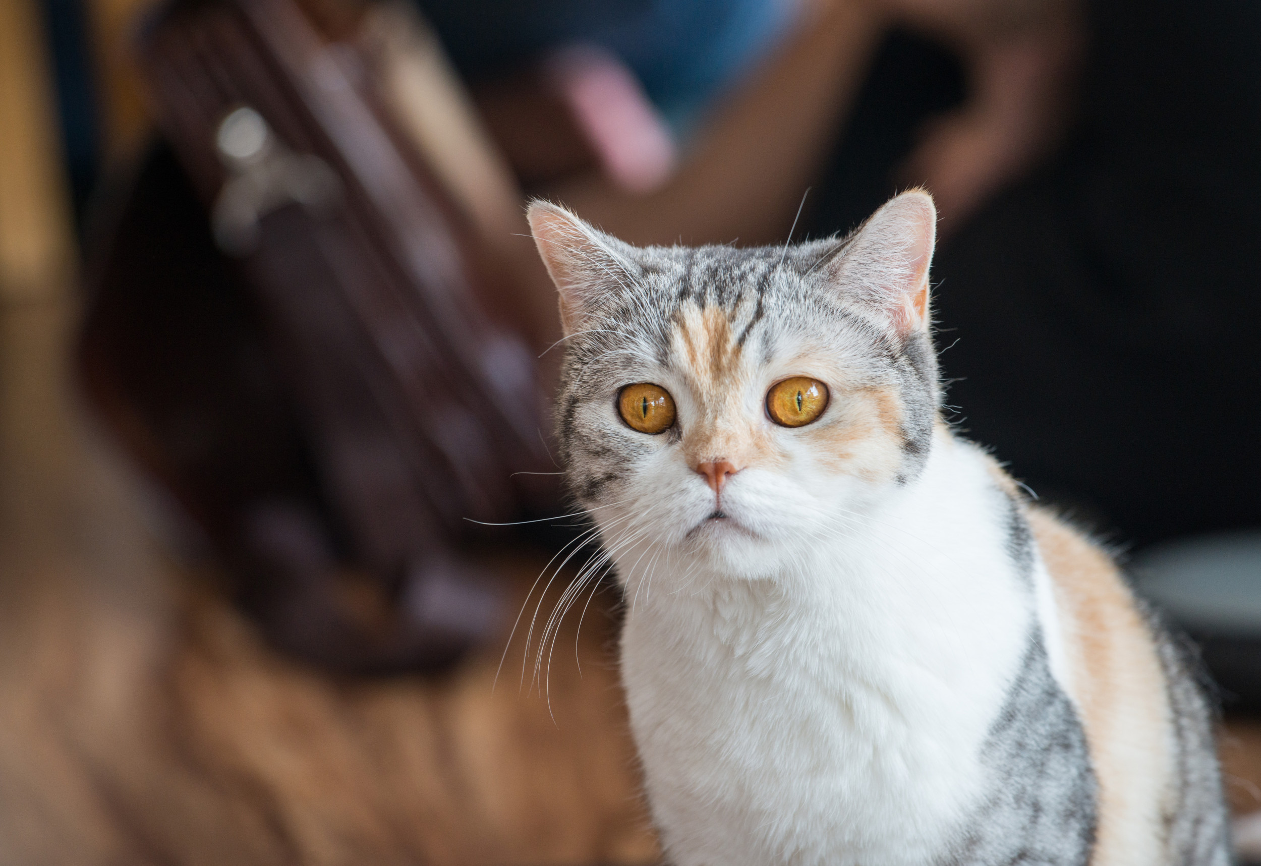 An American Wirehair cat
