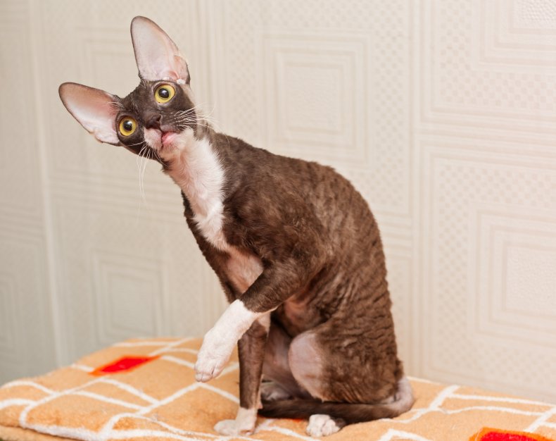 A Cornish Rex cat