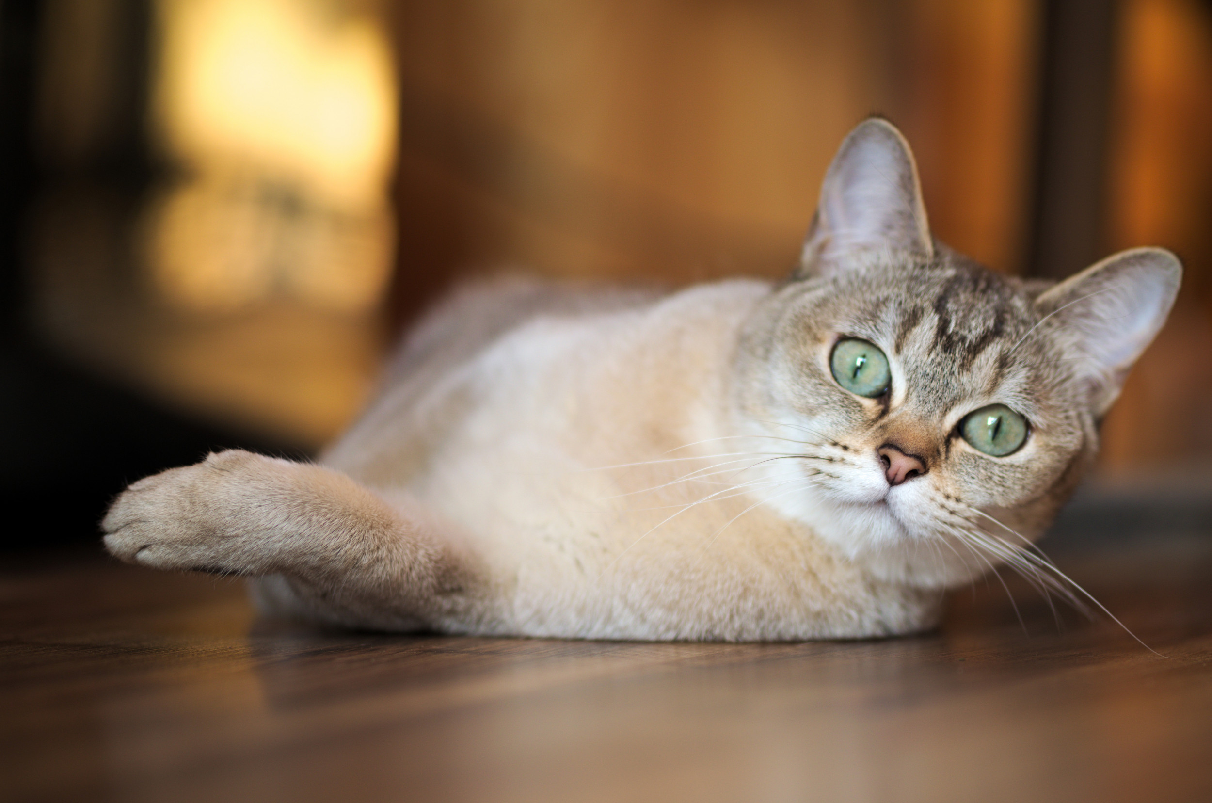 20 Cat Breeds With the Shortest Lifespans