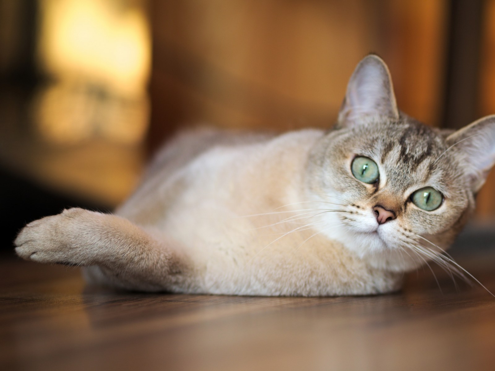 20 Cat Breeds With The Shortest Lifespans