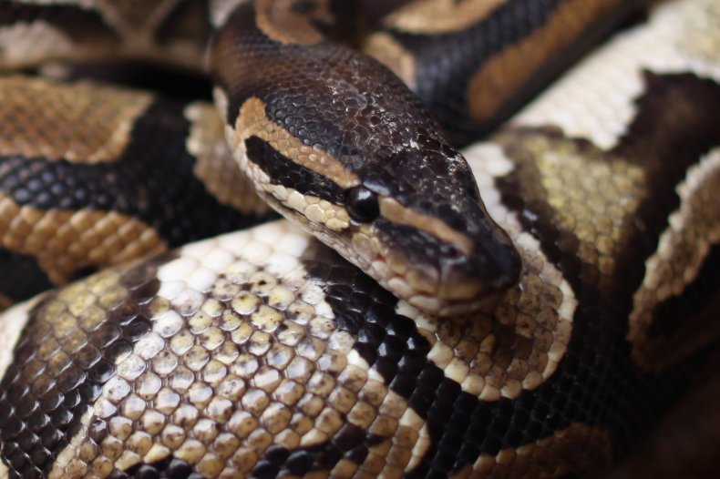 Woman nearly hits python on ride