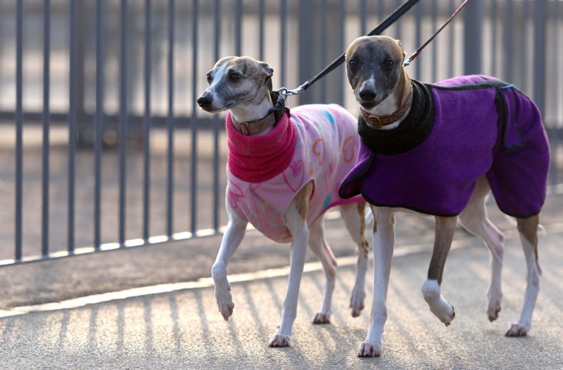 Whippets