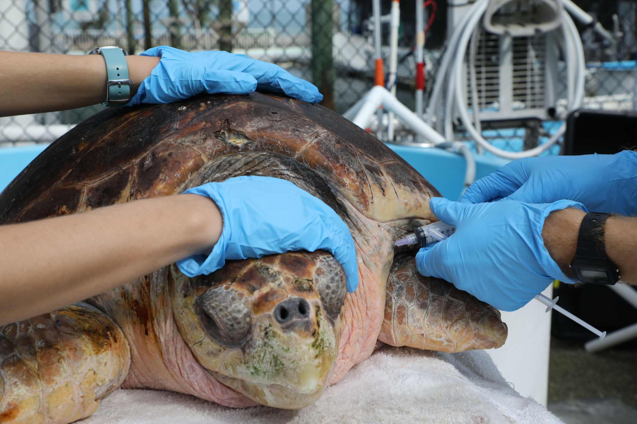 400-pound-loggerhead-sea-turtle-endangered-species-run-over-by-cars