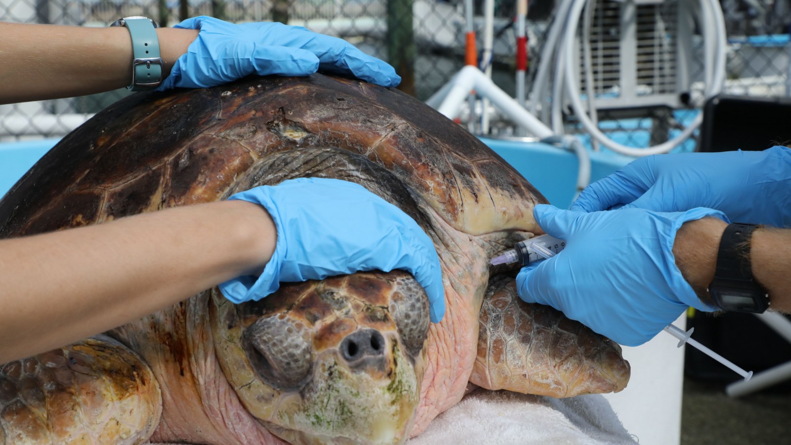 Loggerhead Sea Turtle Pictures