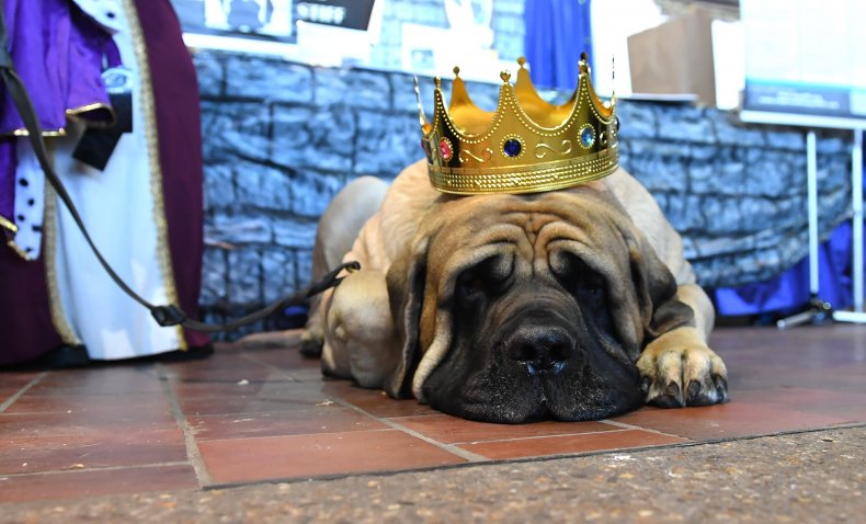 Mastiff