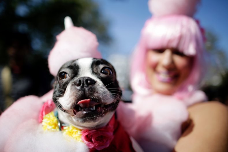 Boston Terrier