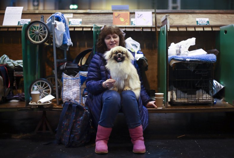 Tibetan Spaniel