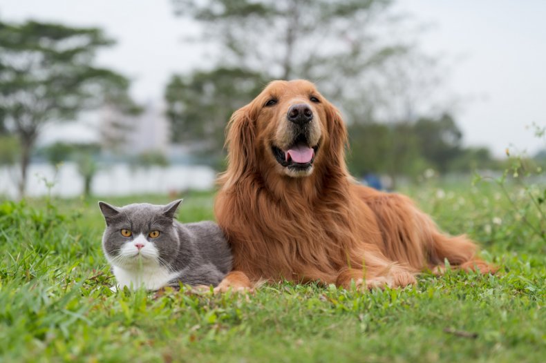 Golden Retriever and cat lying on grass