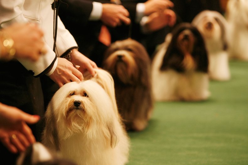 Havanese