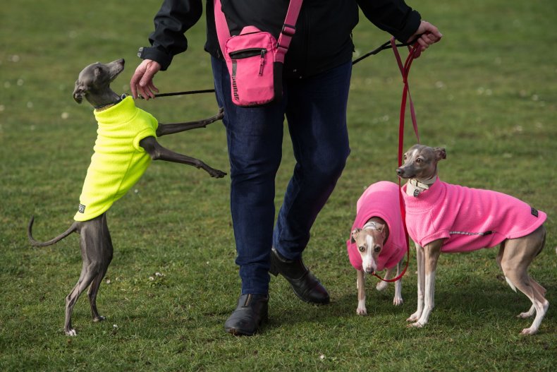 Italian greyhound