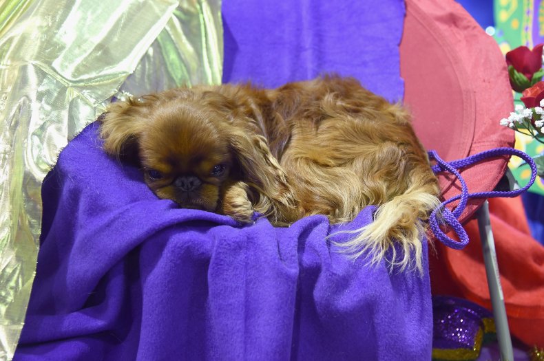 English Toy Spaniels