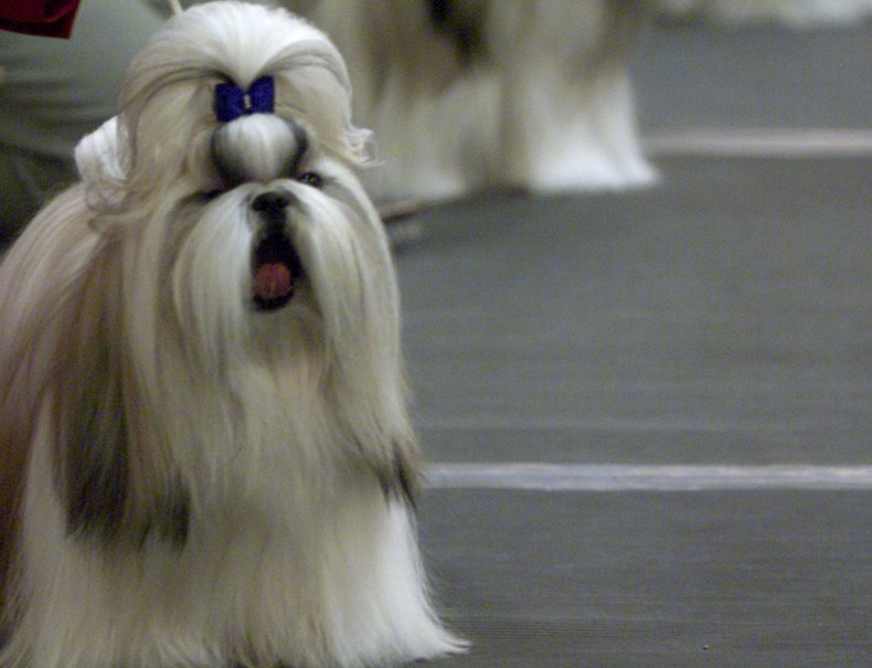 Shi Tzu