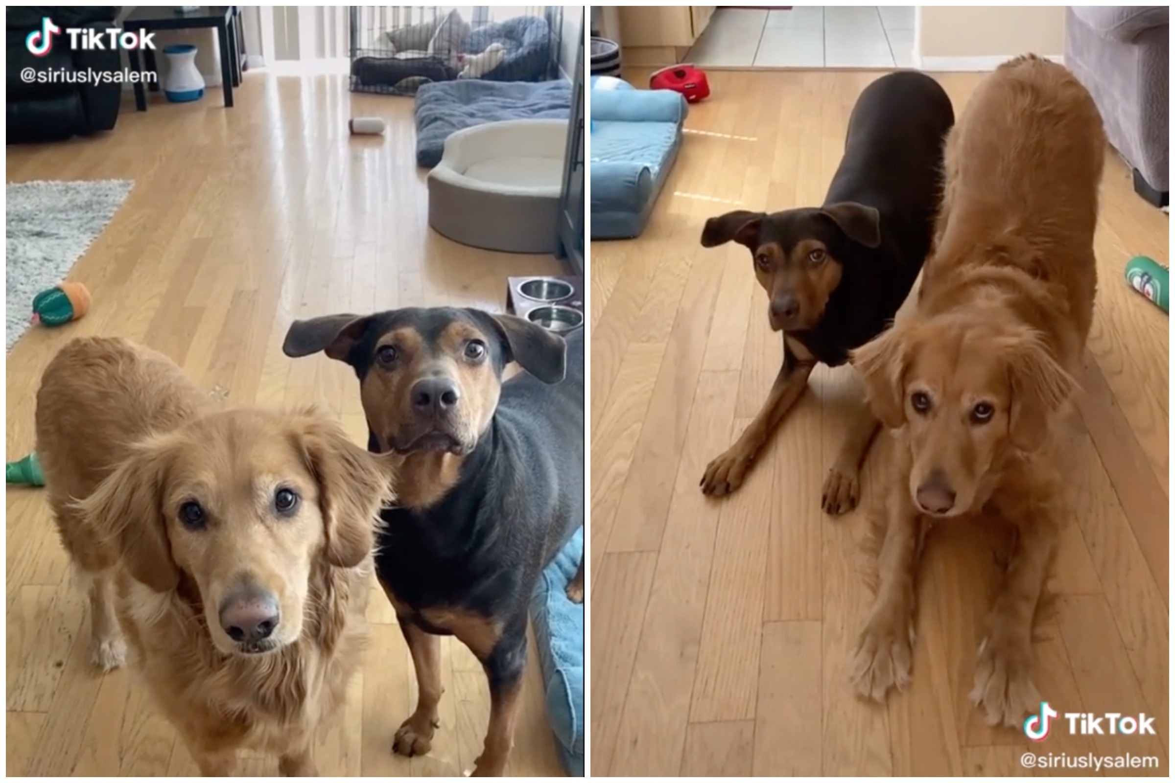 This Rolling Pet Trolley Is Going Viral on TikTok, Because We All Want to  Bring Our Dogs Everywhere