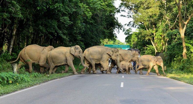 Elephants