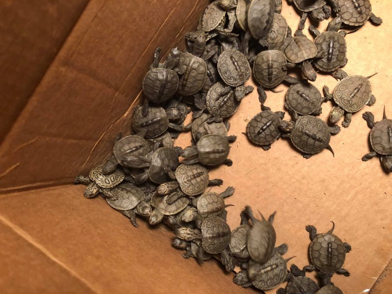 Turtle rescue NJ College