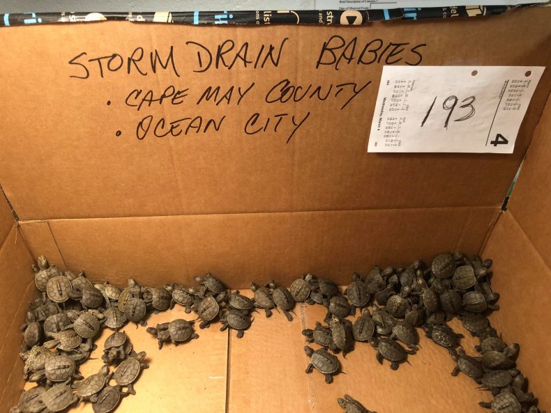 Turtles rescued at NJ University